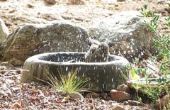 Crithagra albogularis