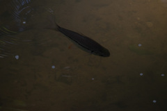 Bornean Sultan Fish photo 2