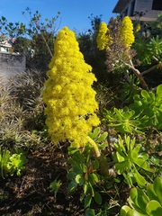 Aeonium arboreum image