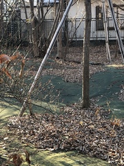 Angiospermae