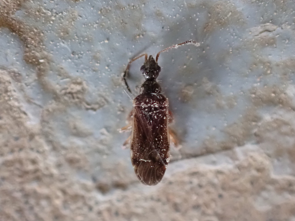 dirt-colored-seed-bugs-from-franklin-county-mo-usa-on-july-6-2023-at