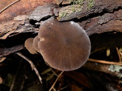 Pseudohydropus commenticius