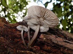 Pseudohydropus commenticius