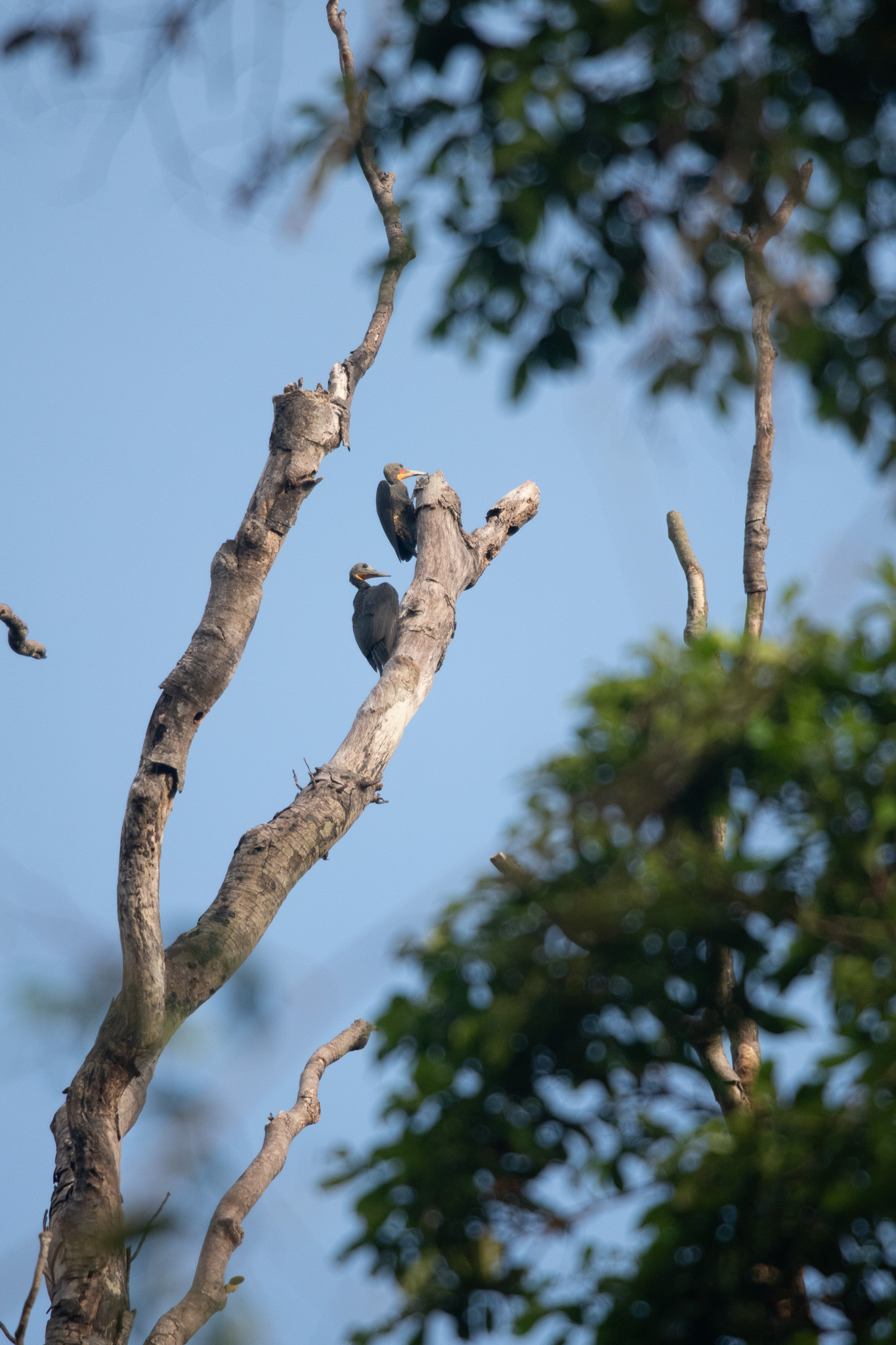 Great Slaty Woodpecker