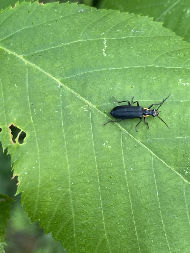 Wrinkled Soldier Beetle from Intertown Rd, Petoskey, MI, US on July 6