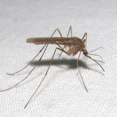 Culiseta inornata