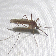 Culiseta inornata