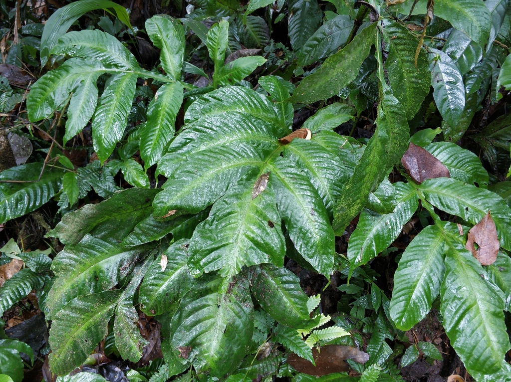 Tectaria fauriei (Tectaria fauriei)