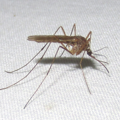Culiseta inornata