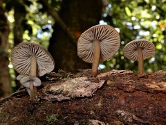 Pseudohydropus commenticius