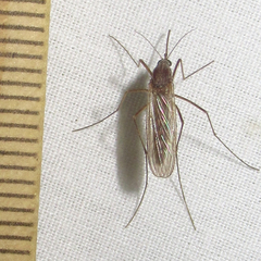 Culiseta inornata