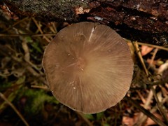 Pseudohydropus commenticius