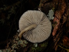 Pseudohydropus commenticius