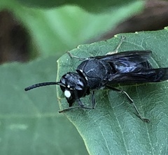 Anterhynchium flavomarginatum