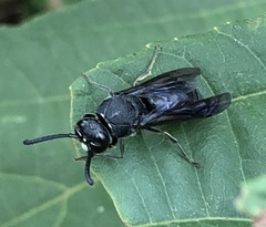 Anterhynchium flavomarginatum