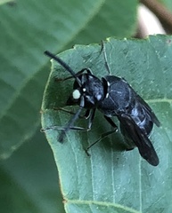 Anterhynchium flavomarginatum
