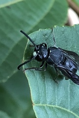 Anterhynchium flavomarginatum