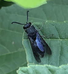 Anterhynchium flavomarginatum