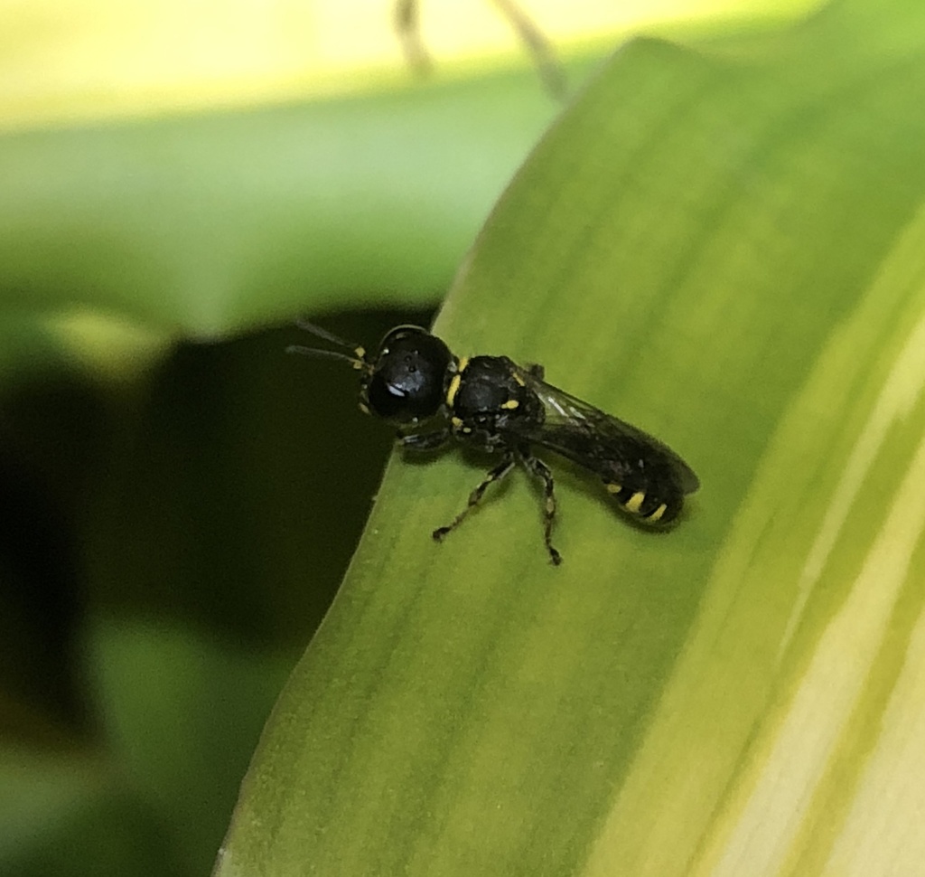 Dasyproctus jungi