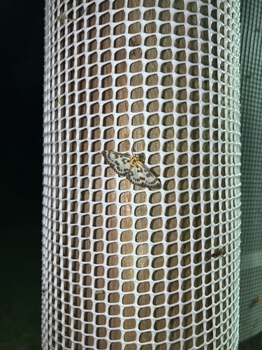 Anania hortulata