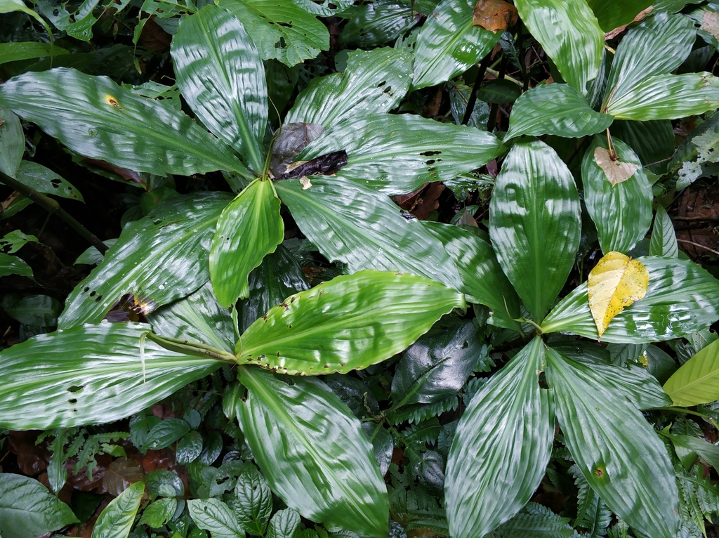 Amischotolype hispida (Amischotolype hispida)