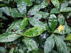 Amischotolype hispida