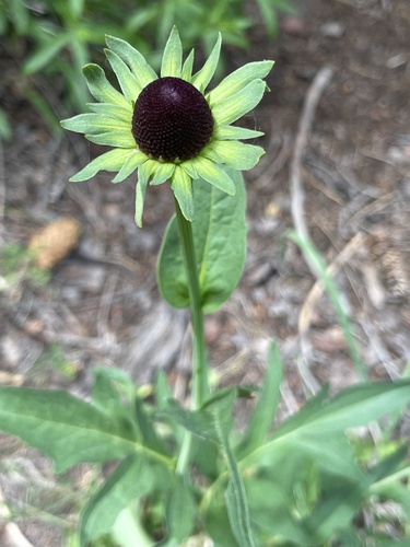 montane coneflower (Rudbeckia montana)