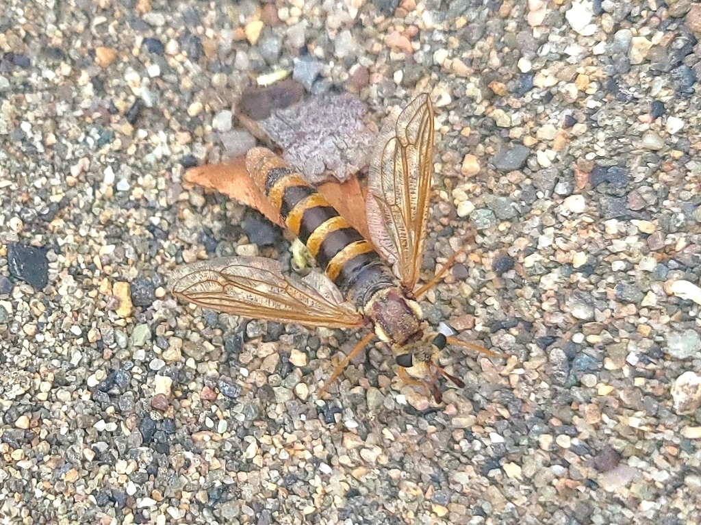 Nemomydas pantherinus