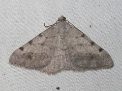 Frederickia disparcata