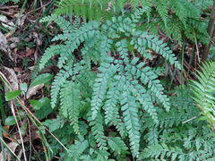Cunningham's maidenhair fern (Adiantum cunninghamii)