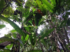 Musa acuminata