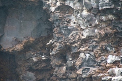 Anous stolidus galapagensis