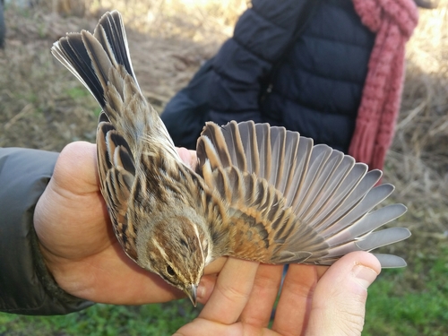 Emberiza schoeniclus