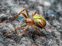 Novaranea queribunda