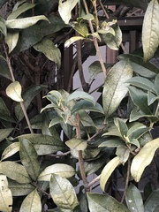 Magnoliopsida