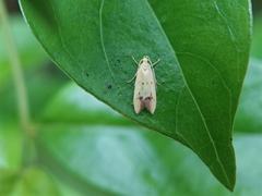 Gymnobathra flavidella