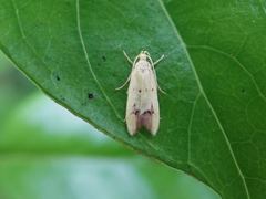 Gymnobathra flavidella