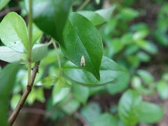 Gymnobathra flavidella