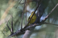 Leiothlypis celata