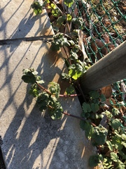 Lamium amplexicaule