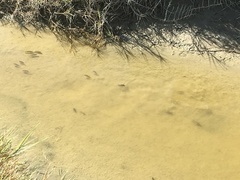 Cyprinodon salinus salinus