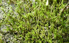 Crassula sinclairii