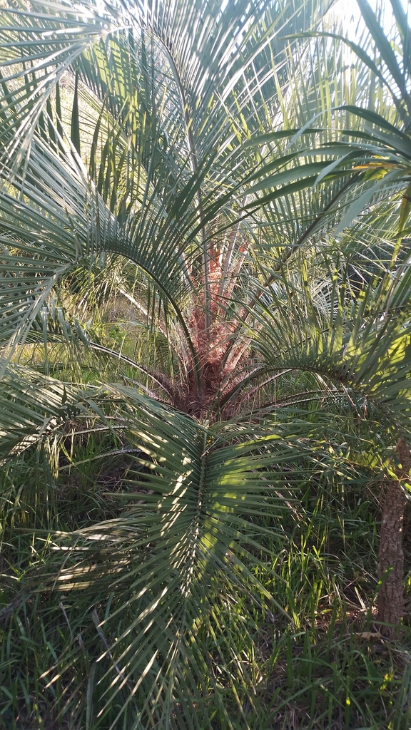 Palmera butiá