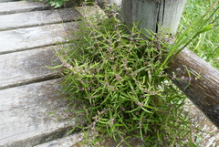 Urtica perconfusa