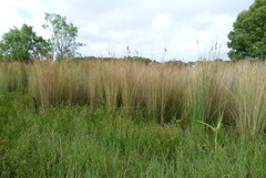 Juncus sarophorus