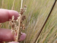 Juncus sarophorus