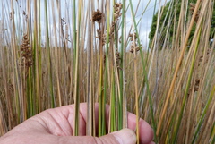 Juncus sarophorus