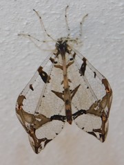 Cymothales eccentros