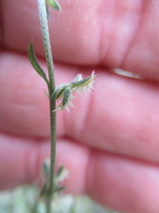 Pectocarya platycarpa