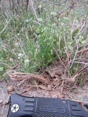 Pectocarya platycarpa